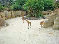 149 BIO PARC DE DOUE LA FONTAINE 1- 2016_000038